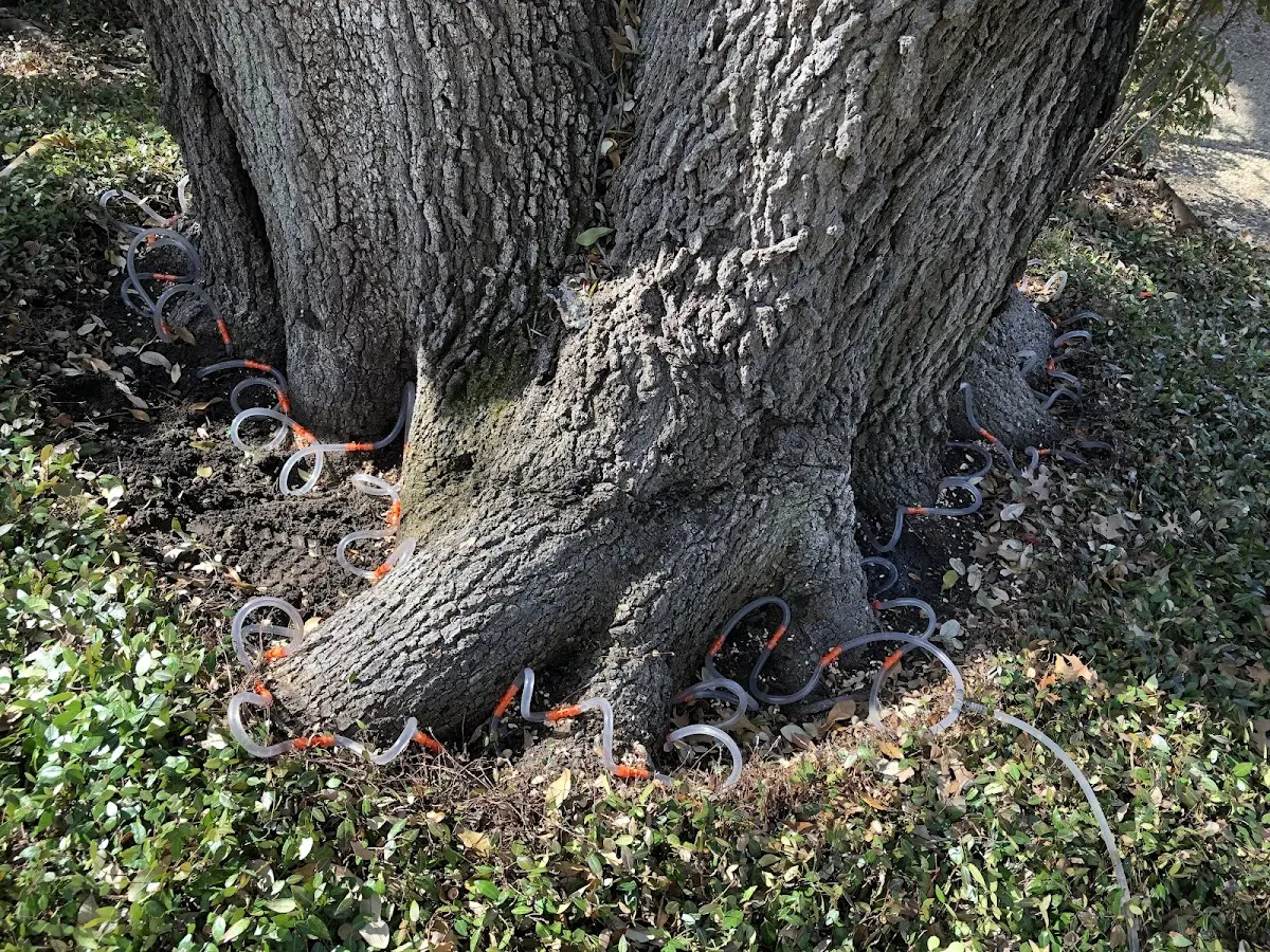 Detailed Tree Cabling and Bracing job site in South Portland