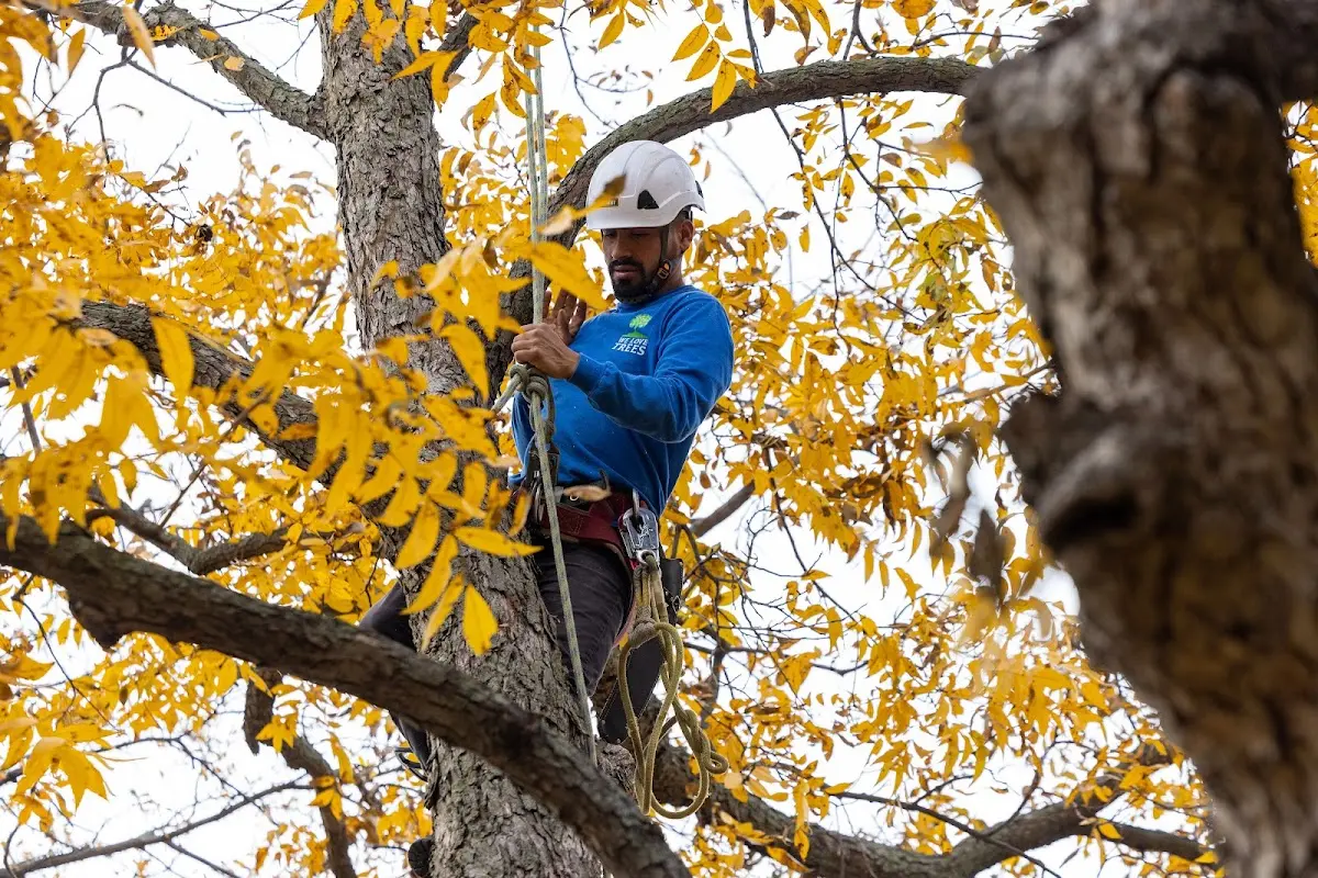 Skilled Tree Planing crew working in South Portland